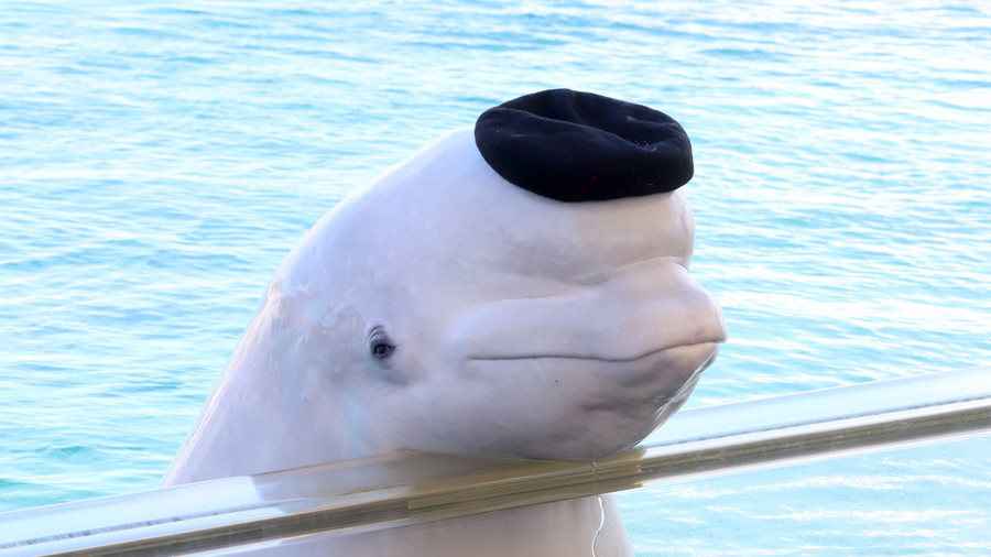 A Beluga in the Thames - Belugas